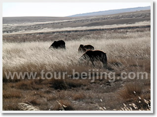 Hohhot City + Xilamuren Grassland 4 Day Winter Tour from Beijing